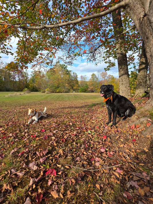 2025 Hunting Season in Vermont: How to Stay Safe in the Woods