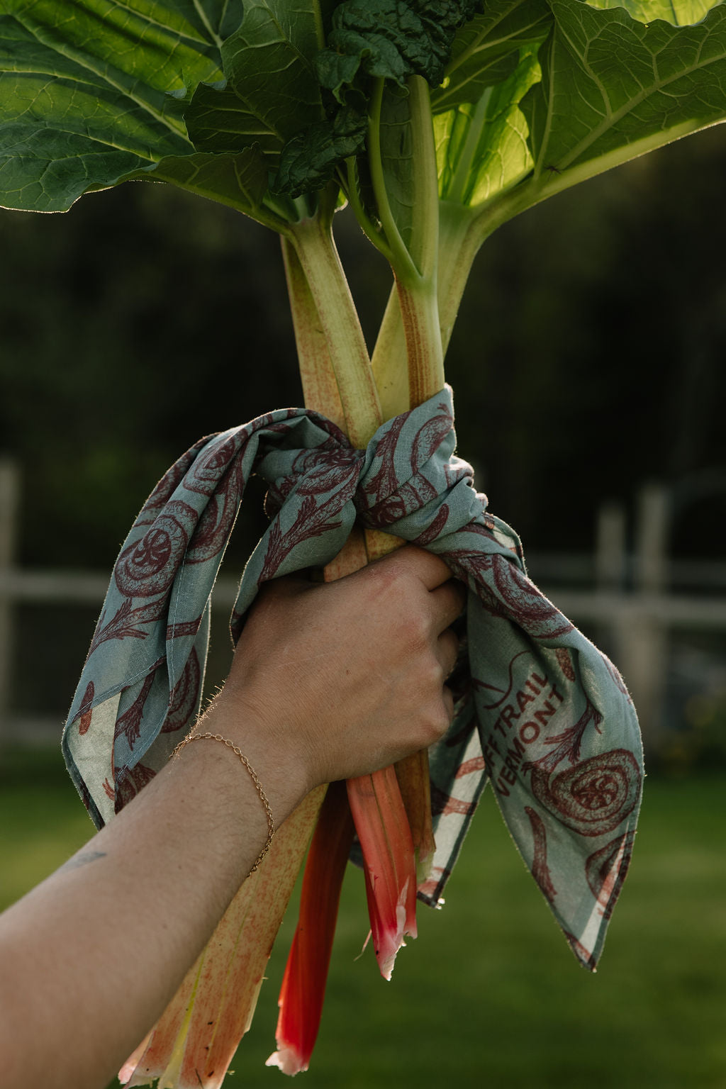 harvested rhubarb wrapped in fiddlehead blue bandana