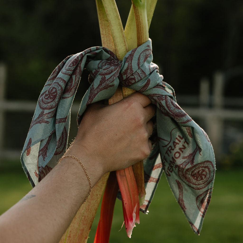 harvested rhubarb wrapped in fiddlehead blue bandana