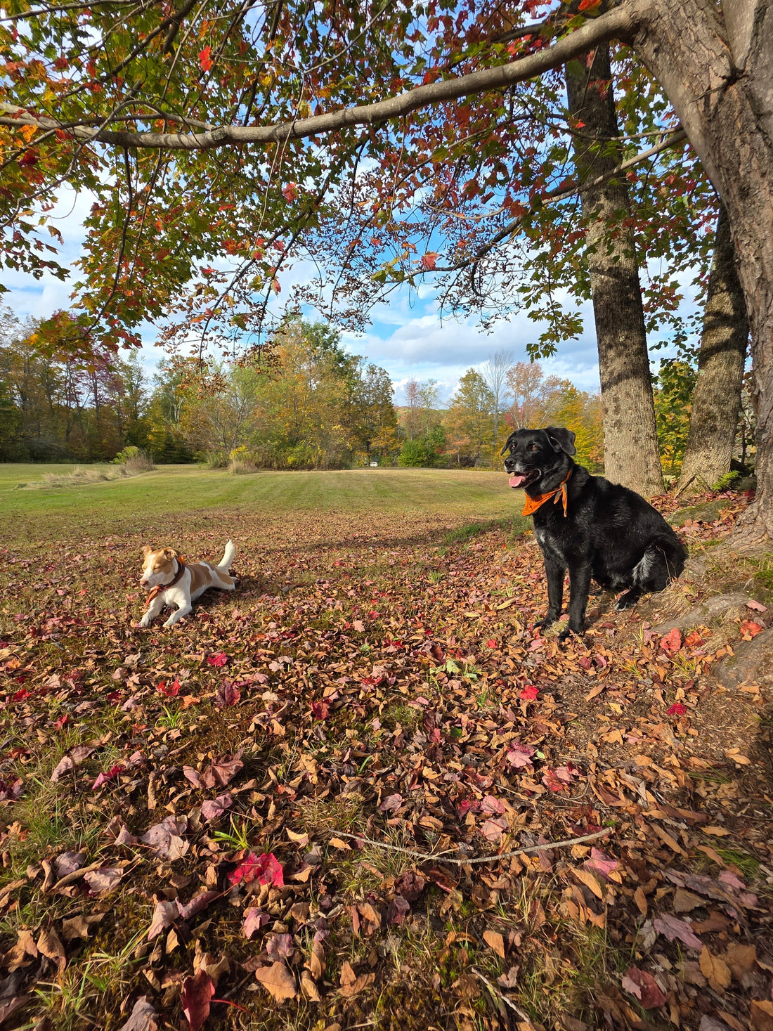 2025 Hunting Season in Vermont: How to Stay Safe in the Woods