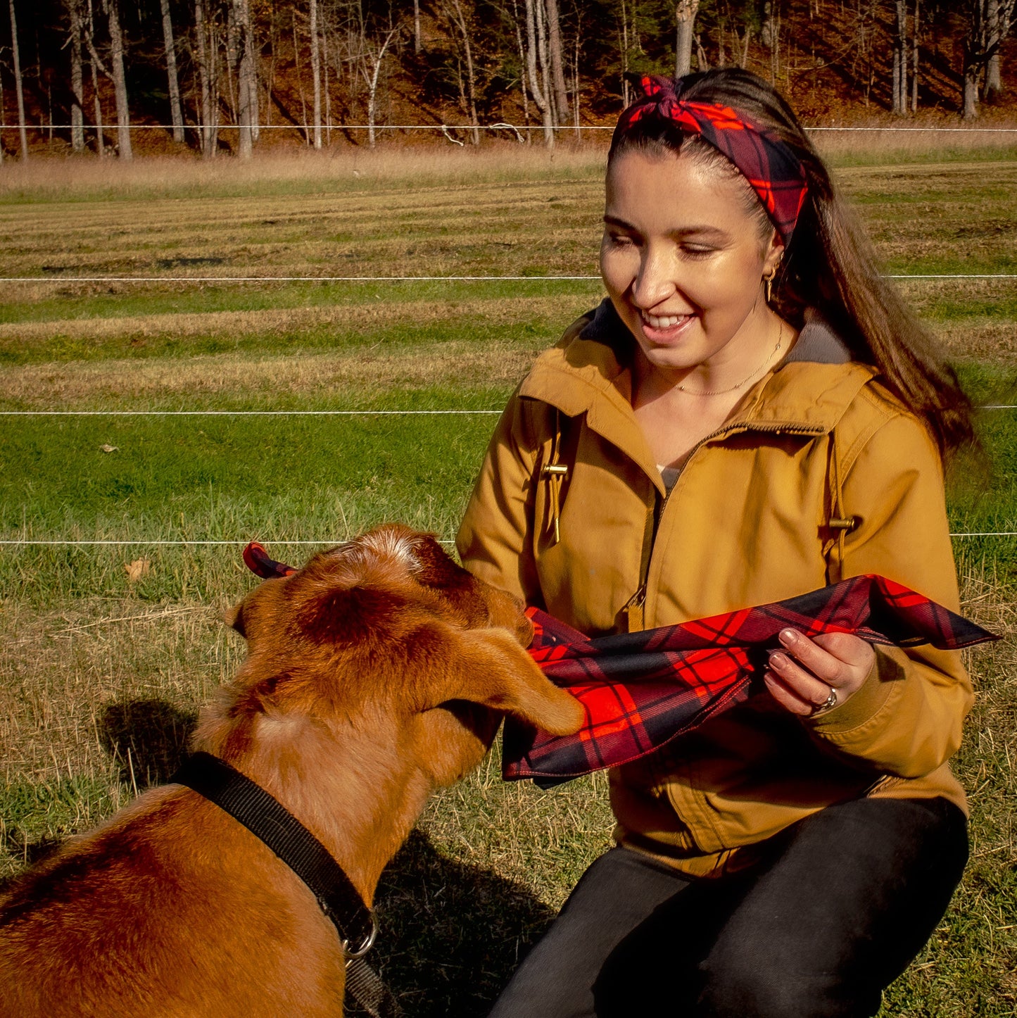 Woman in a yellow jacket holding a red plaid bandana next to a goat in an outdoor  vermont setting