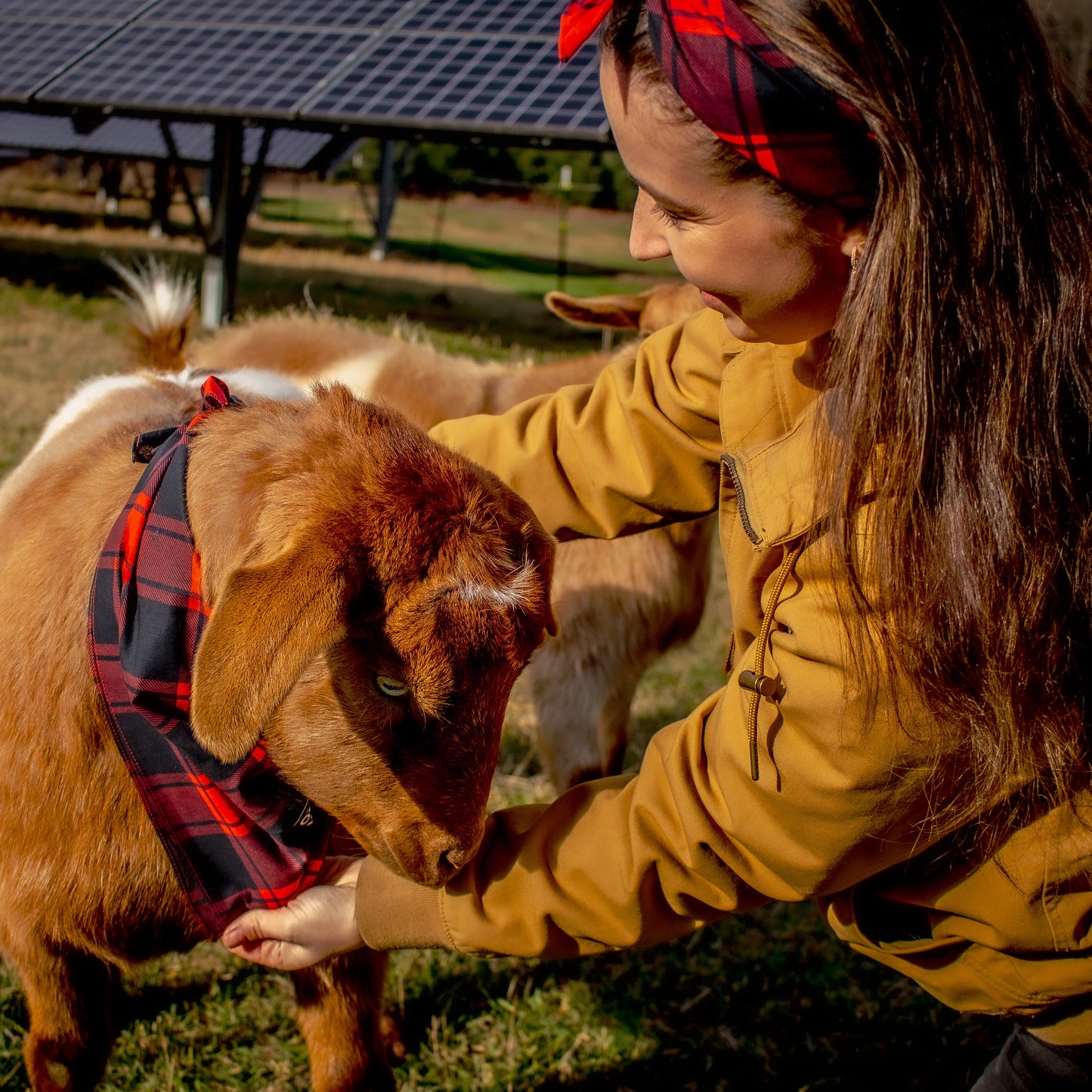 Woman in a yellow jacket petting a goat wearing a plaid handkerchief in an outdoor setting.