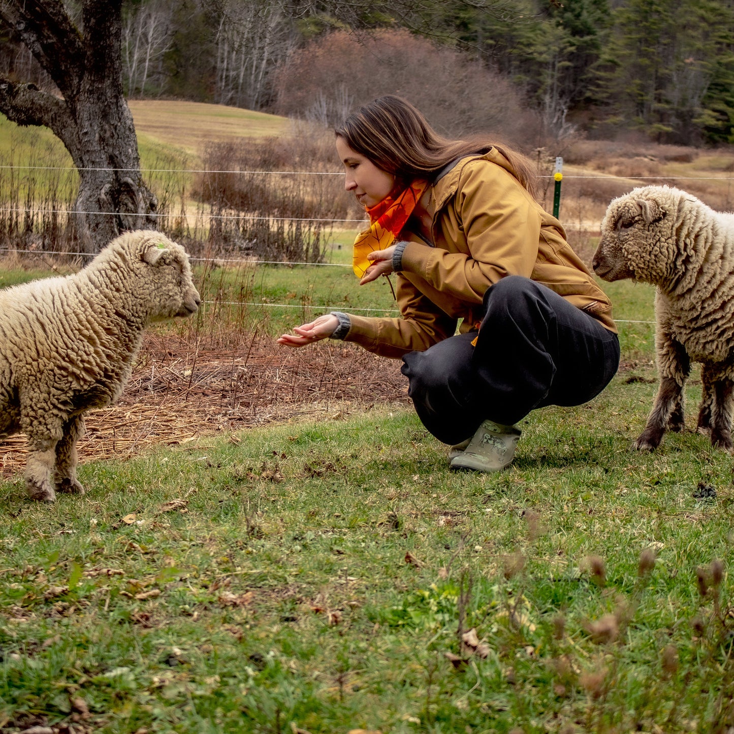 Woman in an llbean coat interacting with two sheep in a grassy field.
