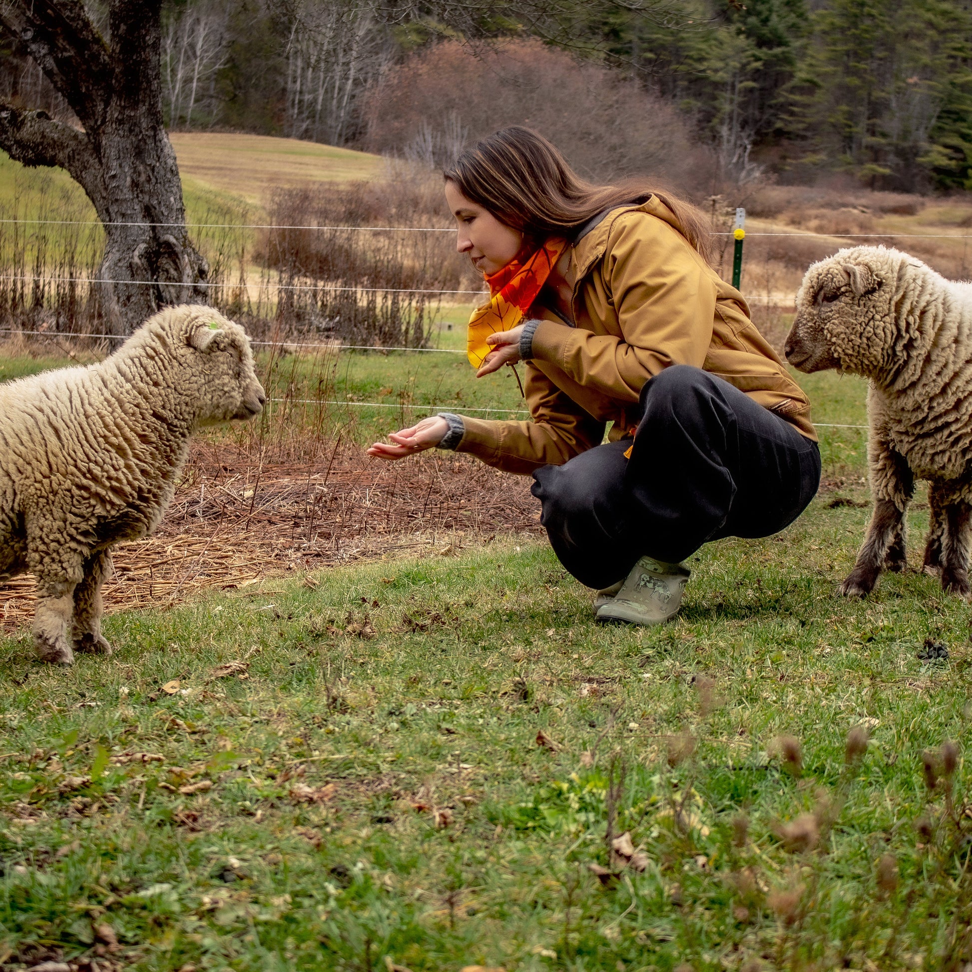 Woman in an llbean coat interacting with two sheep in a grassy field.