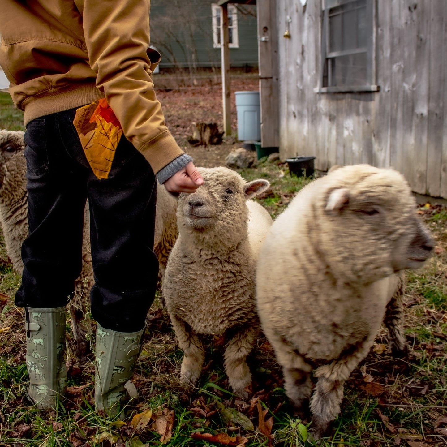 feeding cute lambs in vermont with a bright leaf bandana in your pocket