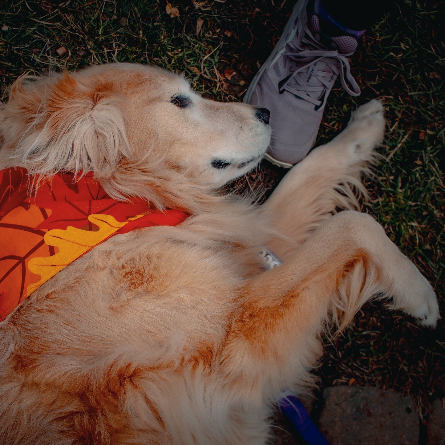 Leaning Into Leaves 22x22inch 100% cotton infinite bandana